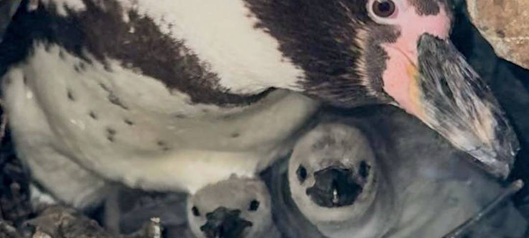 Dortmunder Zoo: Humboldt-Pinguine beliebtesten Patentiere