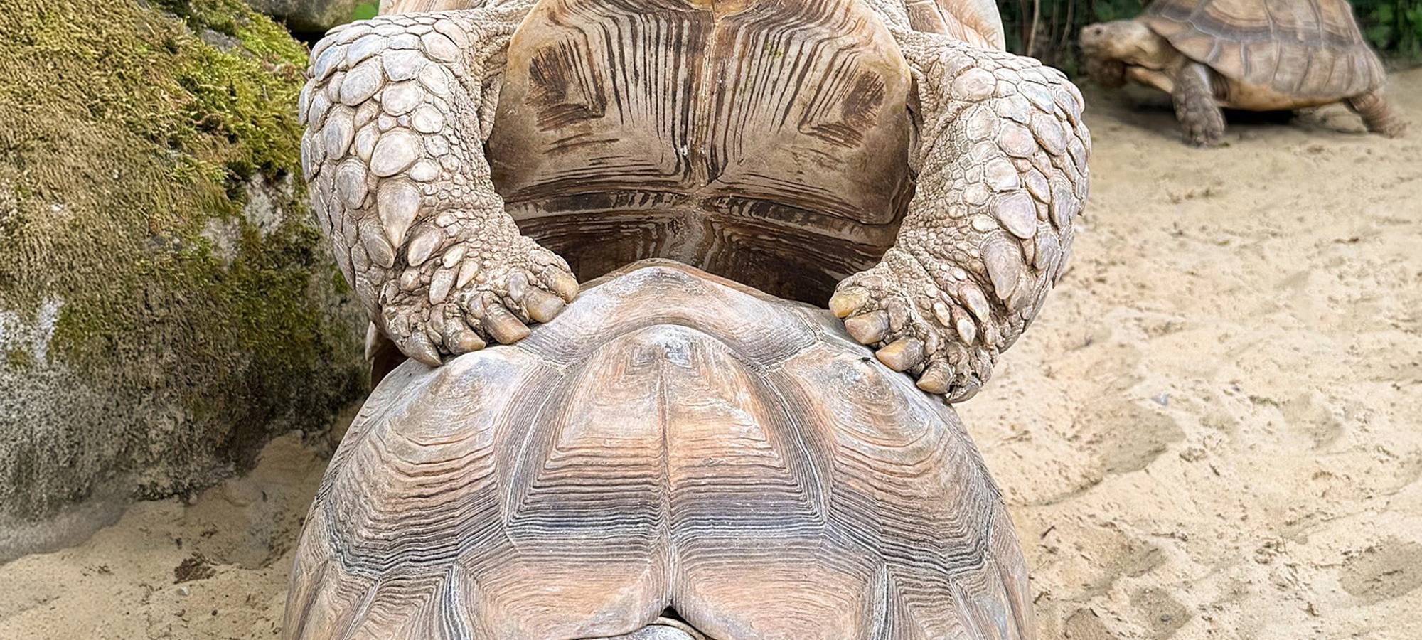 Schildkröten-Zuwachs im Zoo Dortmund