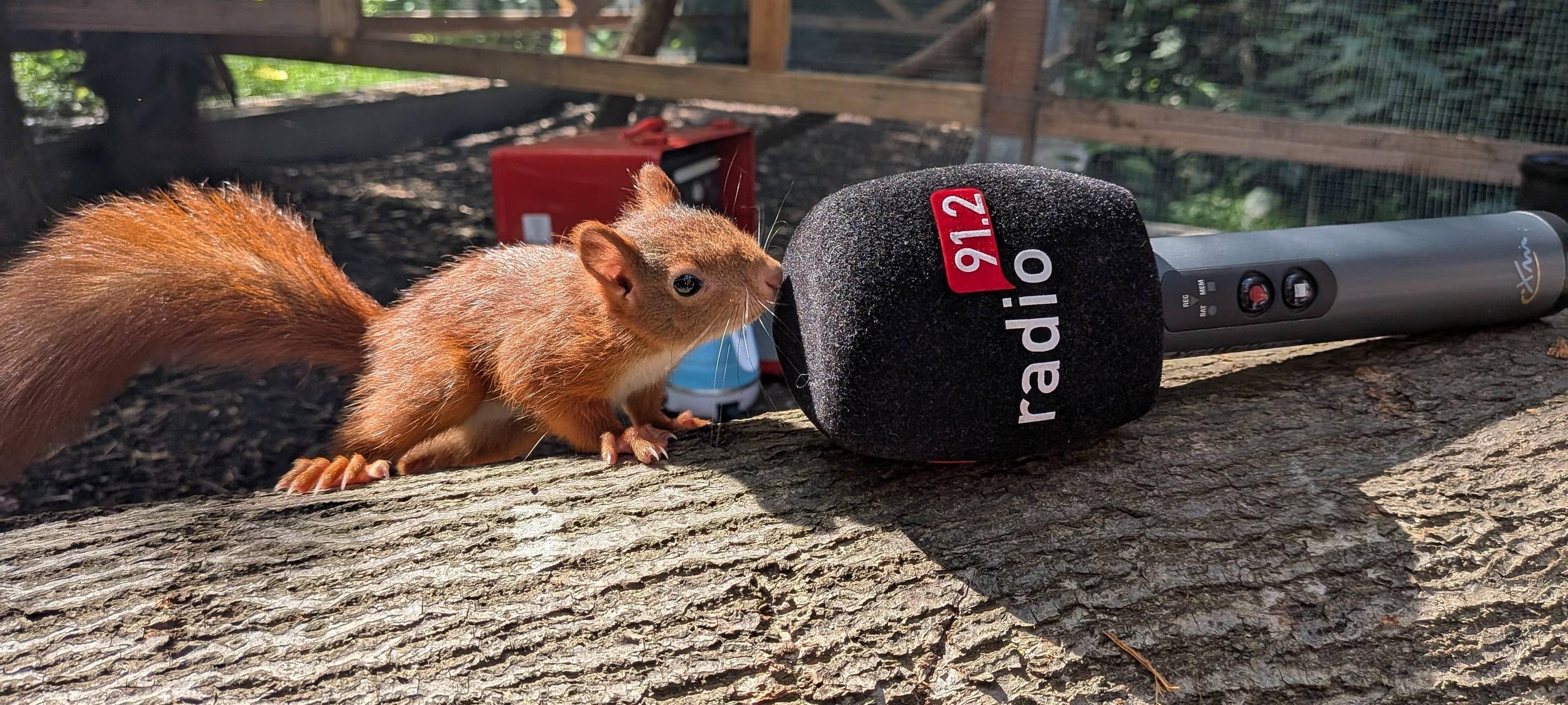 Eichhörnchen Lilly beschnuppert das Radio 91.2 Mikro.