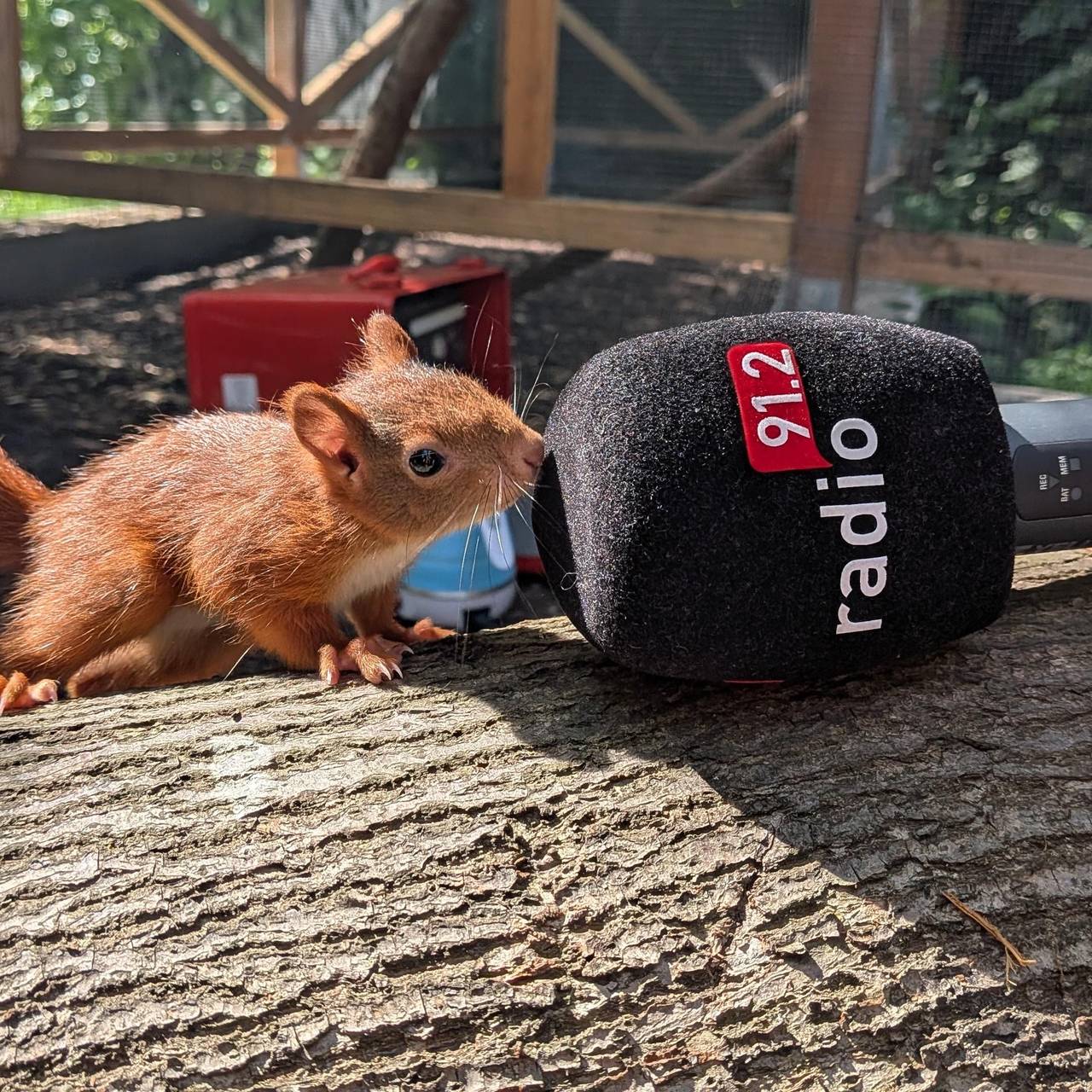 Eichhörnchen Lilly beschnuppert das Radio 91.2 Mikro.