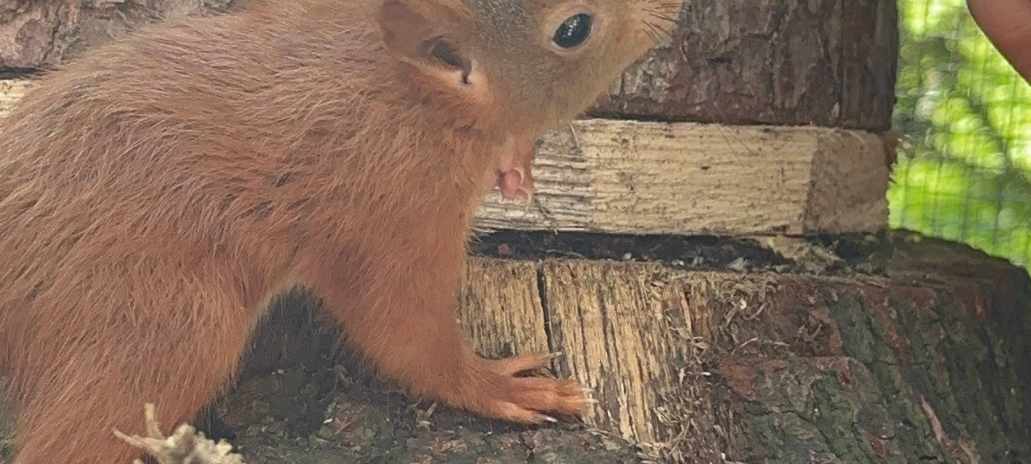 Dortmunder päppelt Eichhörnchen auf