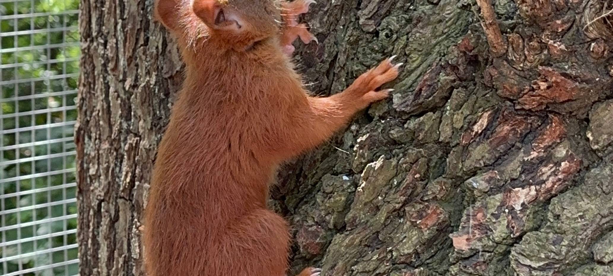 Dortmunder päppelt Eichhörnchen auf