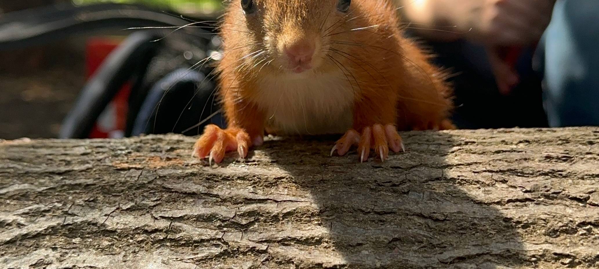 Dortmunder päppelt Eichhörnchen auf