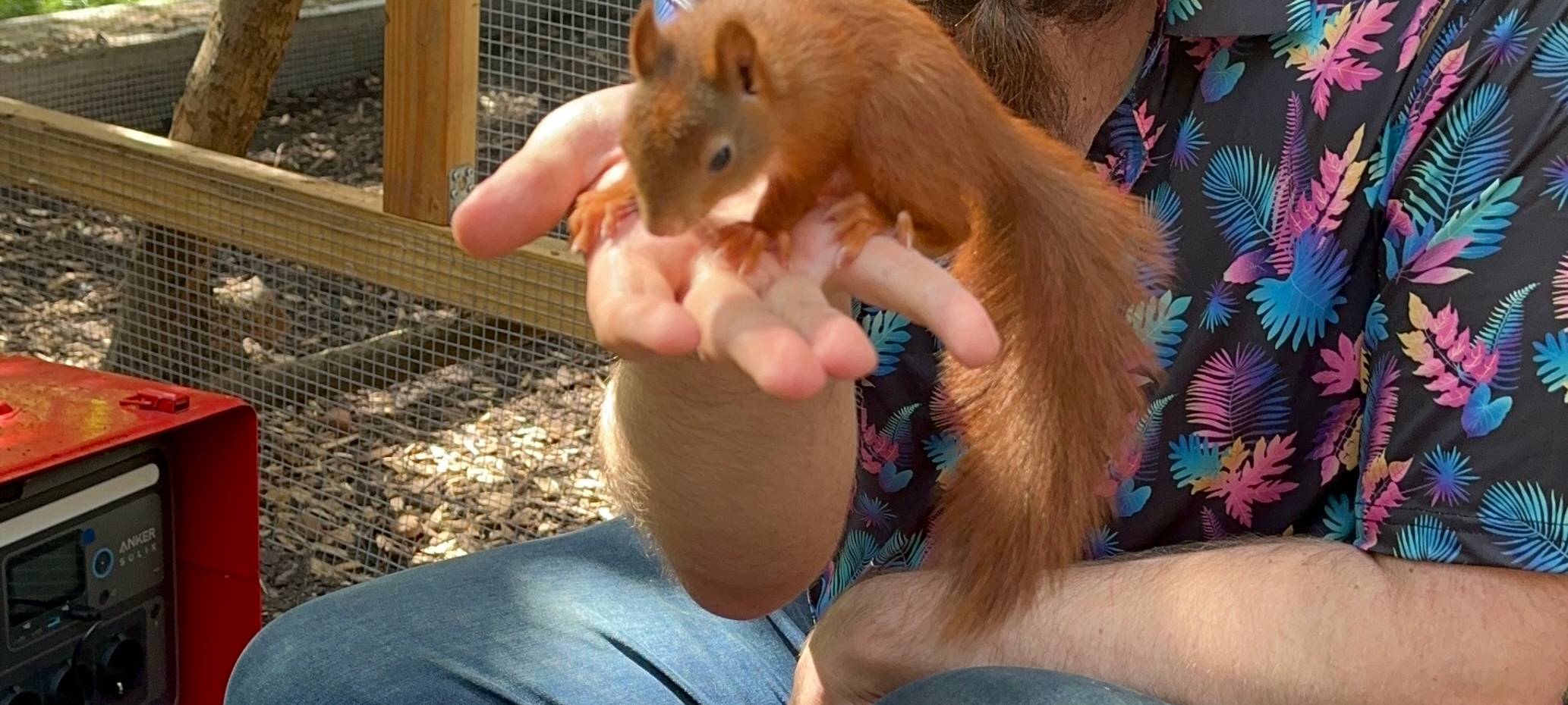 Dortmunder päppelt Eichhörnchen auf