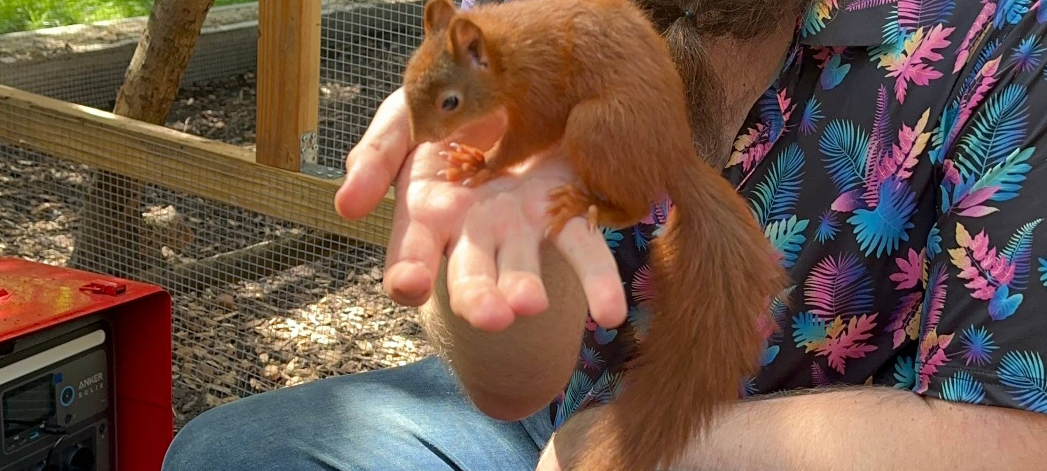 Dortmunder päppelt Eichhörnchen auf