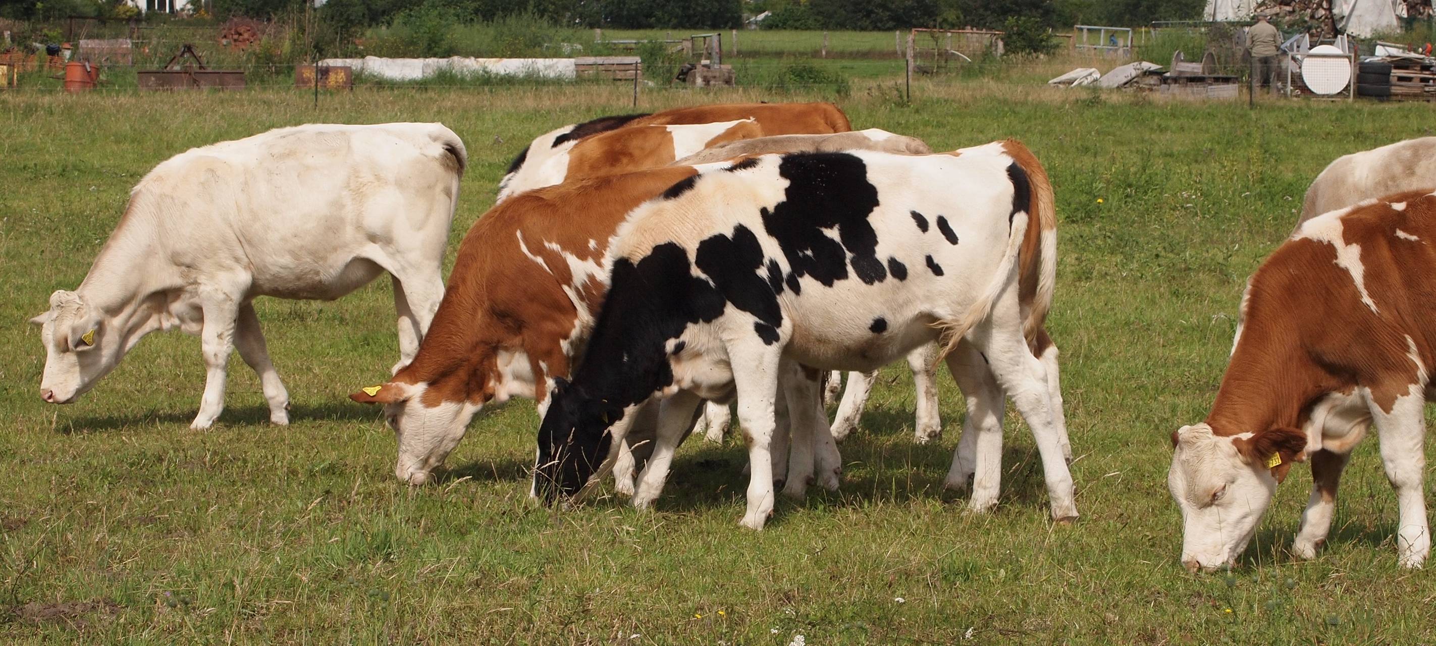 Großrazzia gegen Tierquälerei: Ermittlungen in Dortmund und sieben Bundesländern
