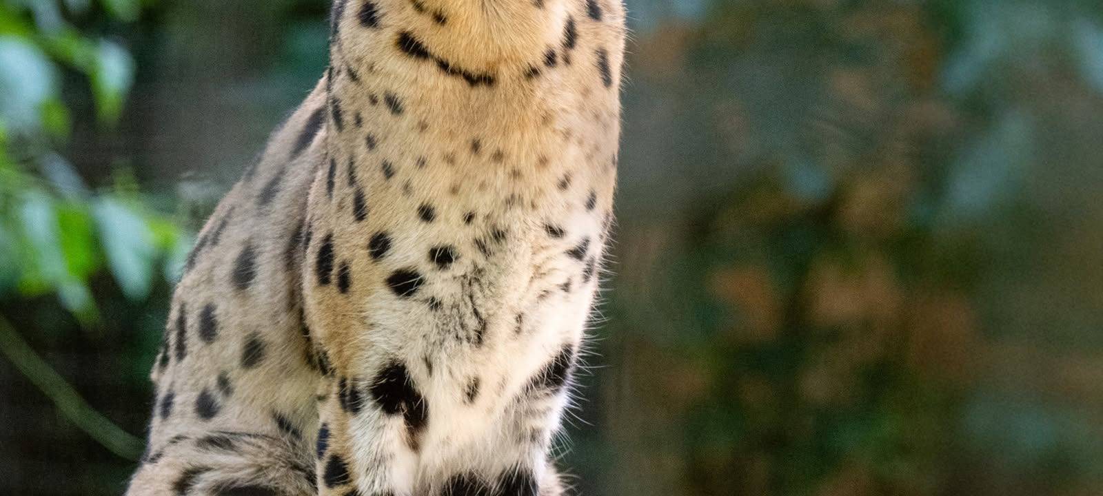 Neue Tierart im Dortmunder Zoo