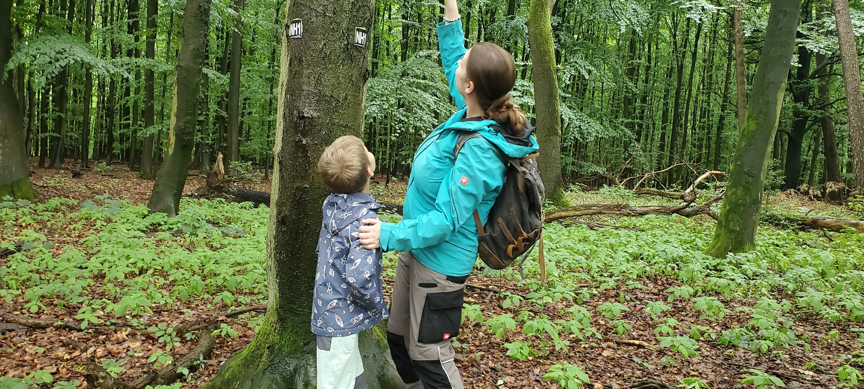 Die schönsten Wälder in Dortmund: Natur pur erleben