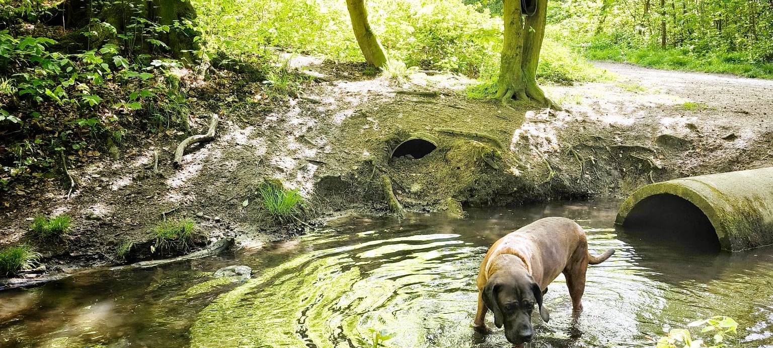 Die schönsten Wälder in Dortmund: Natur pur erleben