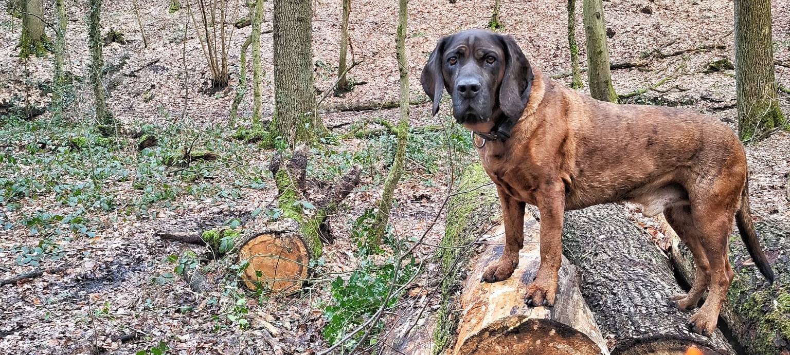 Die schönsten Wälder in Dortmund: Natur pur erleben