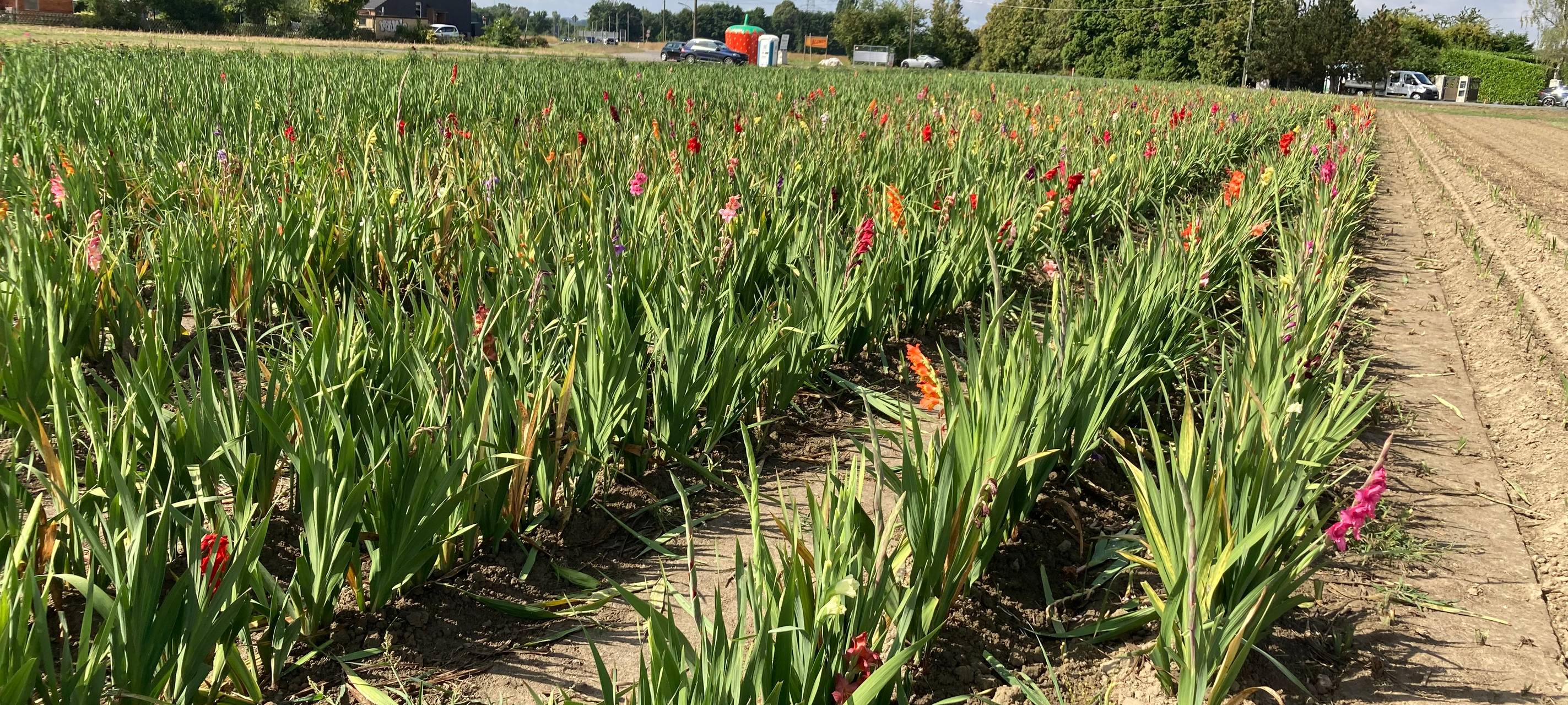 Blumen pflücken in Dortmund: Hier findet ihr Blumenfelder