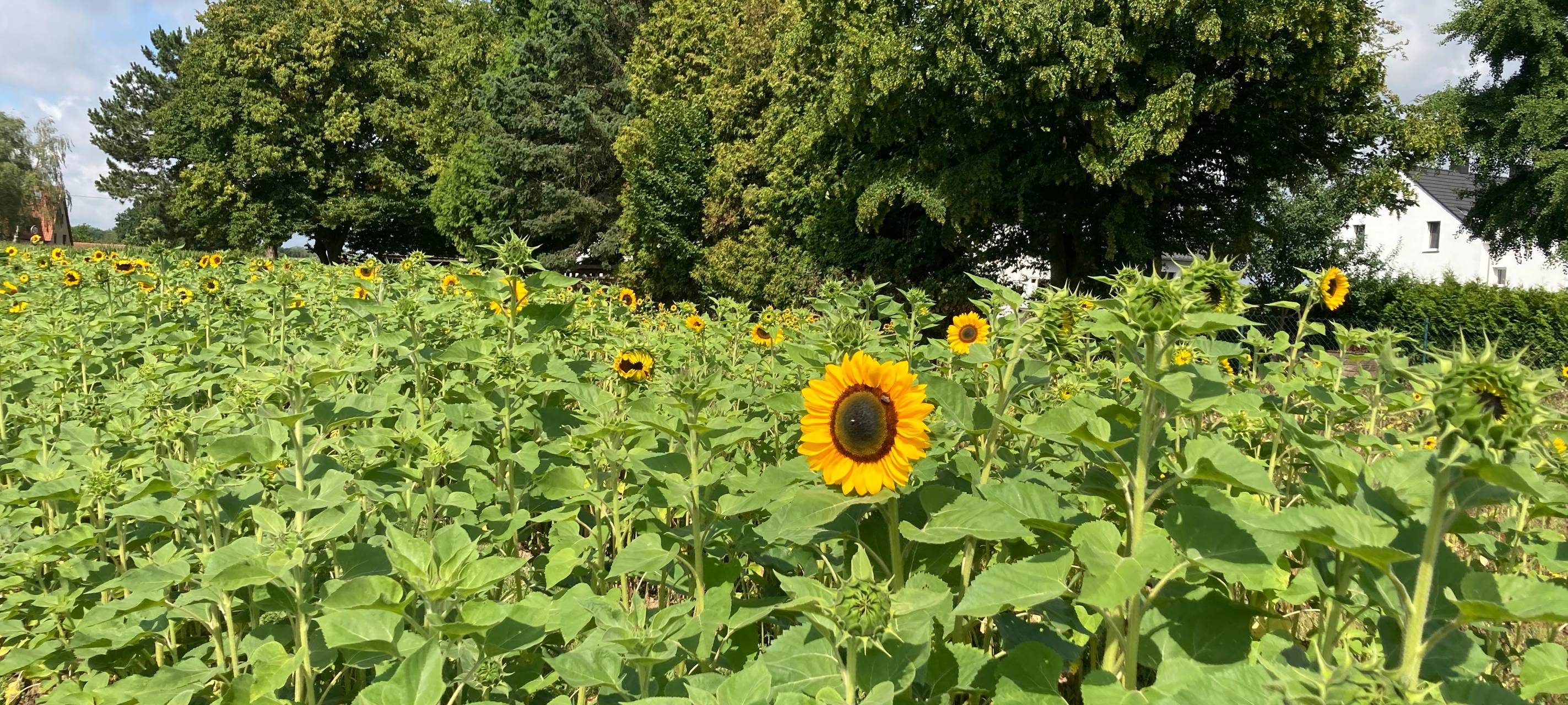 Zu sehen ist eine Sonnenblume bei Ferdinands Blumenparadies.