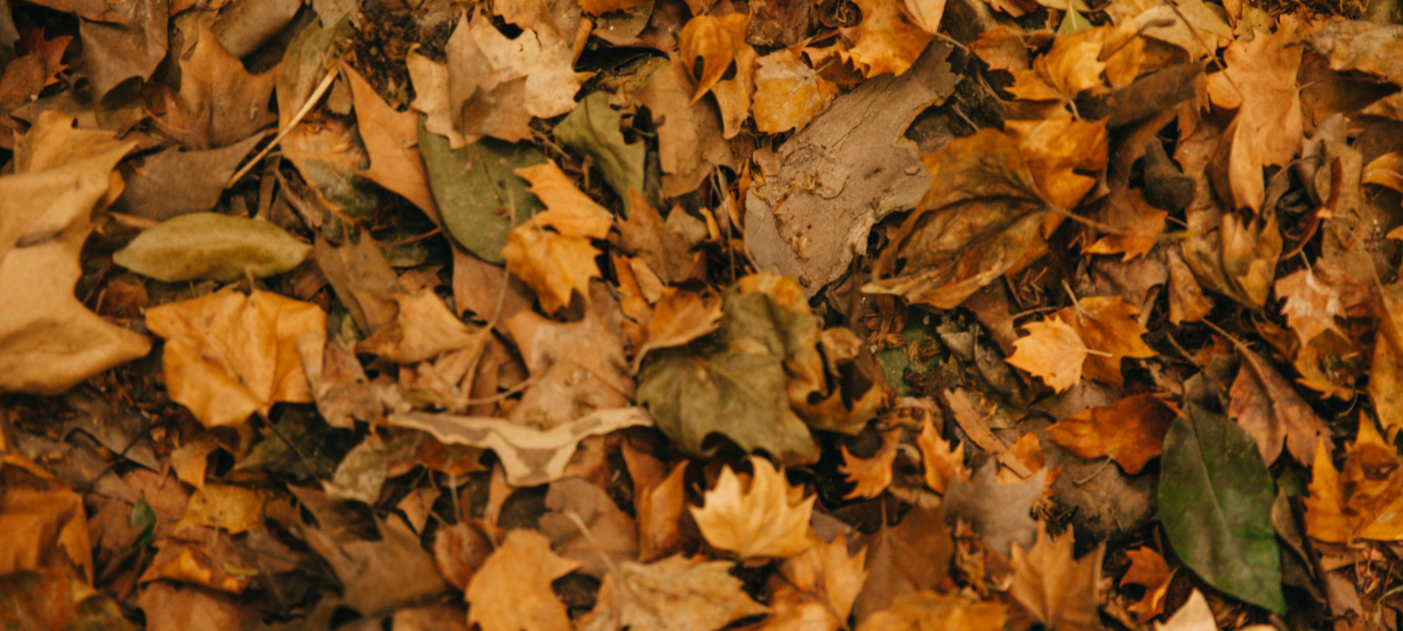 Laubhaufen im Herbst