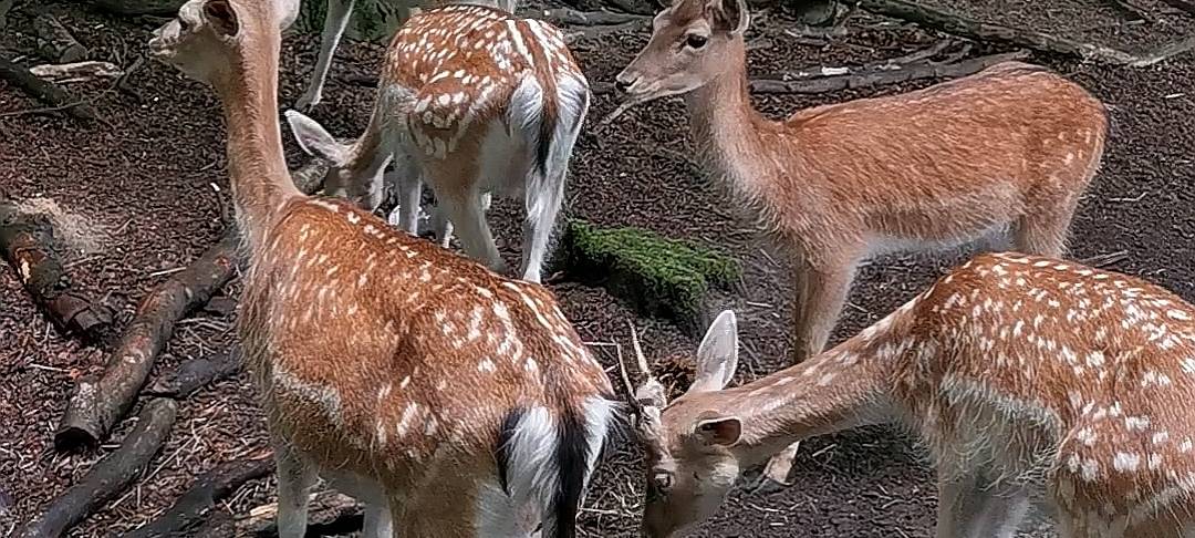 Die schönsten Wälder in Dortmund: Natur pur erleben