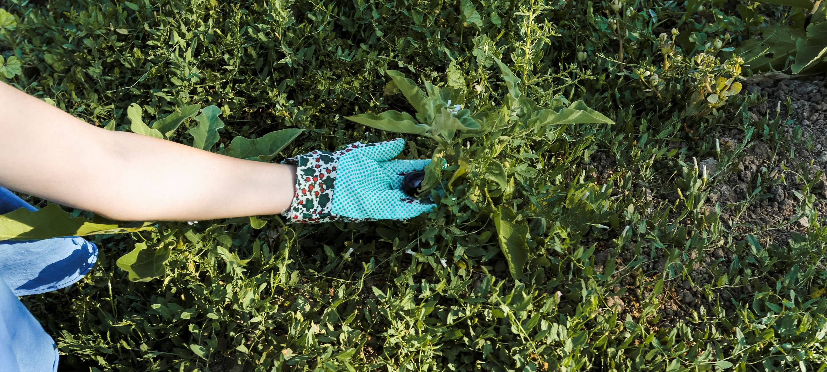 Eine Frau mit Gartenhandschuhen hält Grünzeug in der Hand