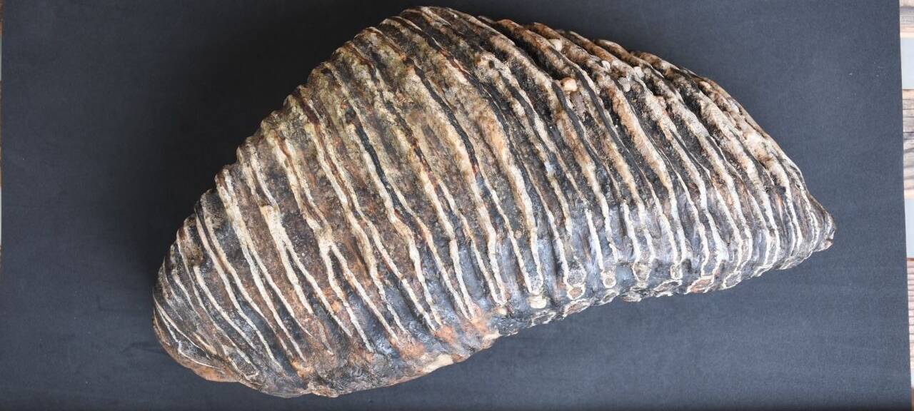 Der besonders gut erhaltener Zahn eines Mammuts wird dokumentiert (undatiertes Handout). Der Düsseldorfer Hobby Archäologe Rustam Wagner hat am Rheinufer den bis zu 125.000 Jahre alten Mammutzahn gefunden. Nun wird der Backenzahn im Düsseldorfer findet Mammut-Zahn am Rhein präpariert, um den Verfall aufzuhalten.