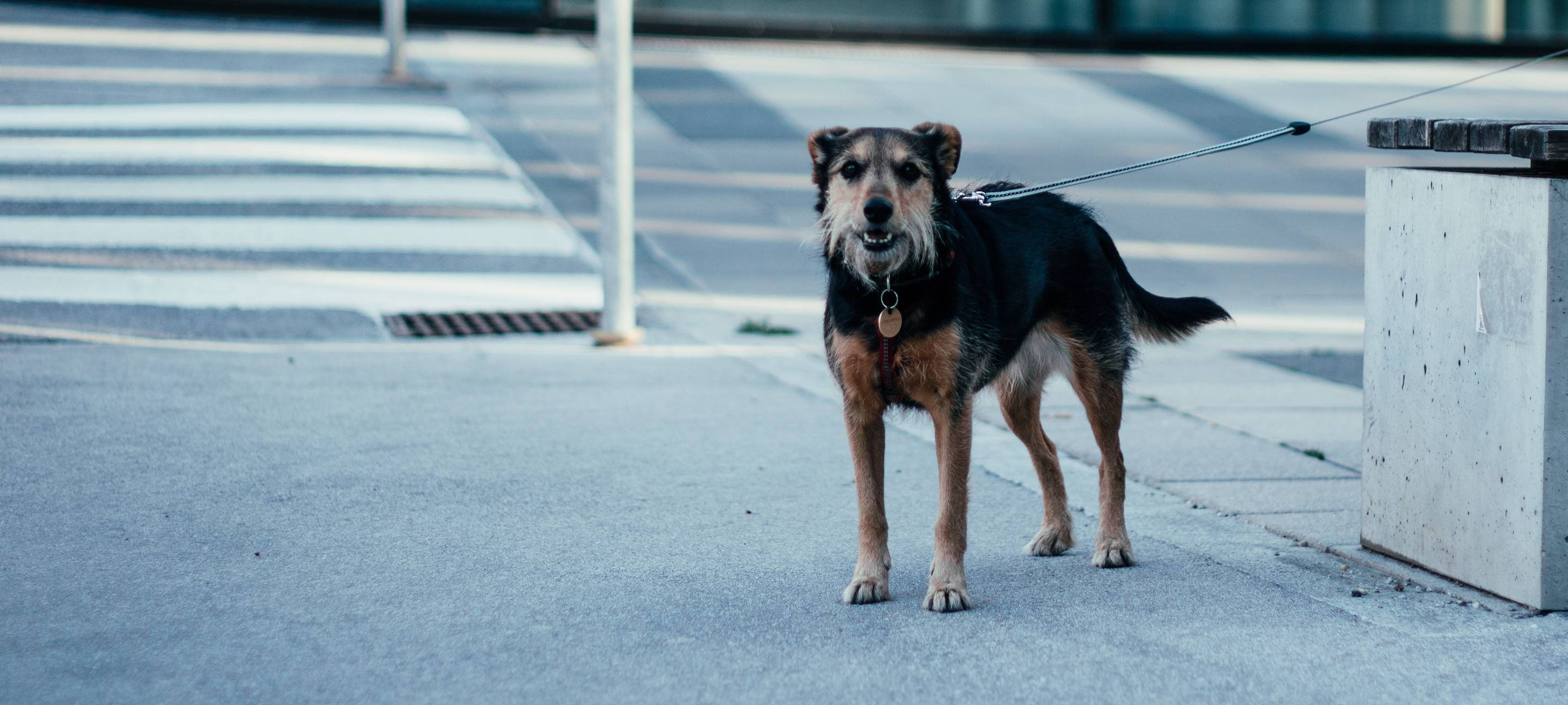 Hund draußen an etwas angeleint