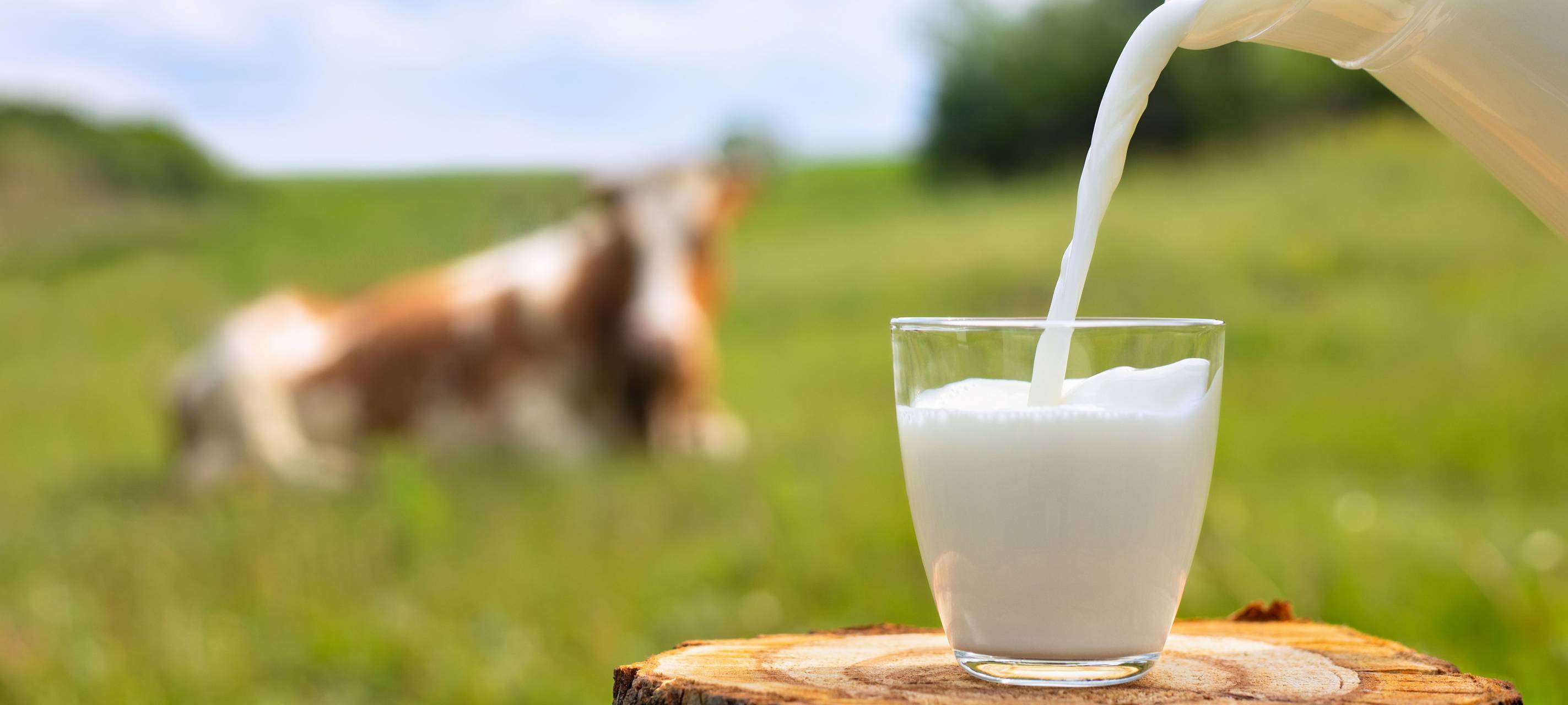 Ein Glas Milch steht auf einem Holzstamm der auf einer Wiese steht. Im Hintergrund sieht man eine Kuh