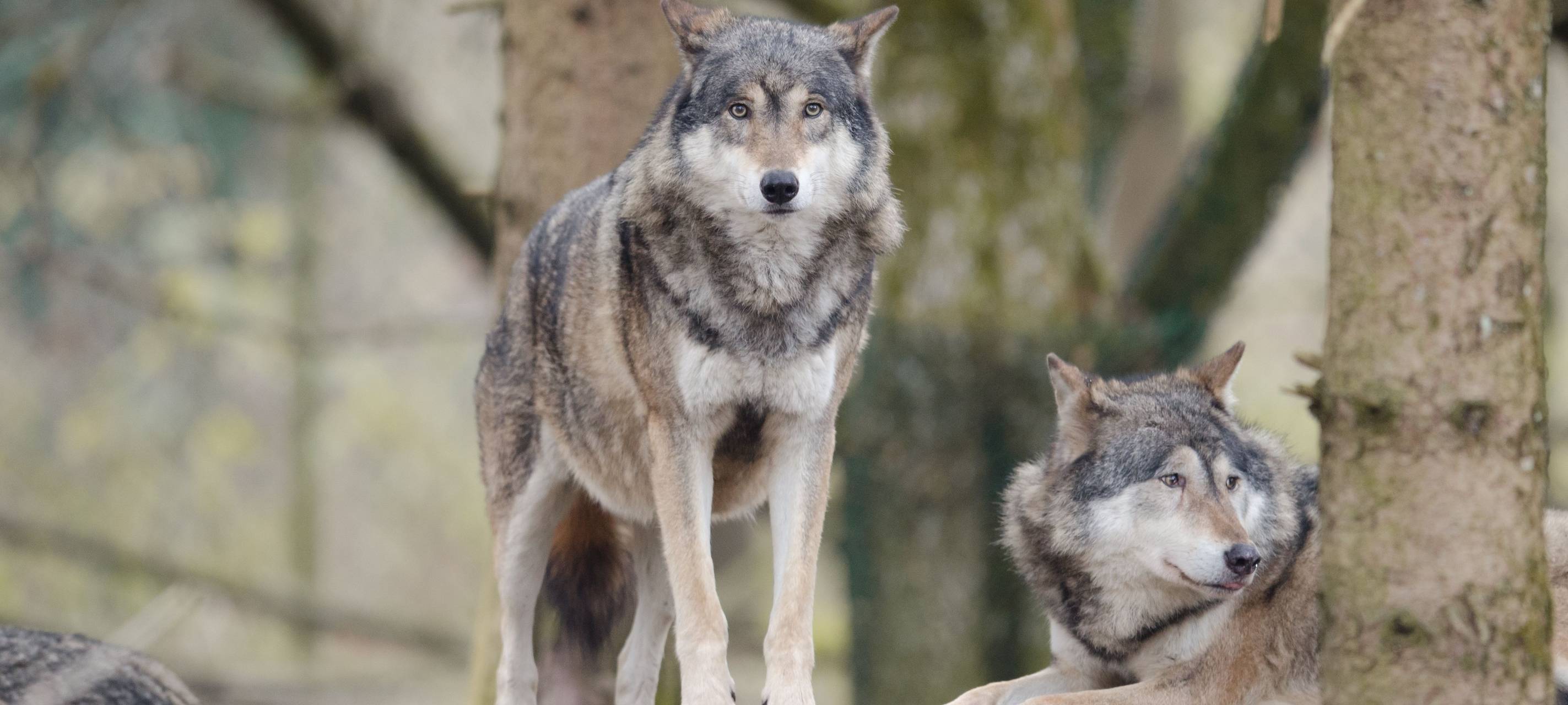 Zwei Wölfe