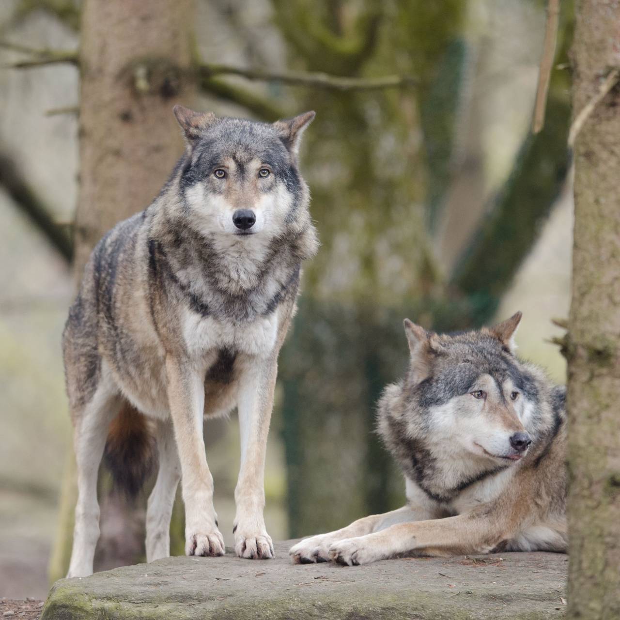 Zwei Wölfe