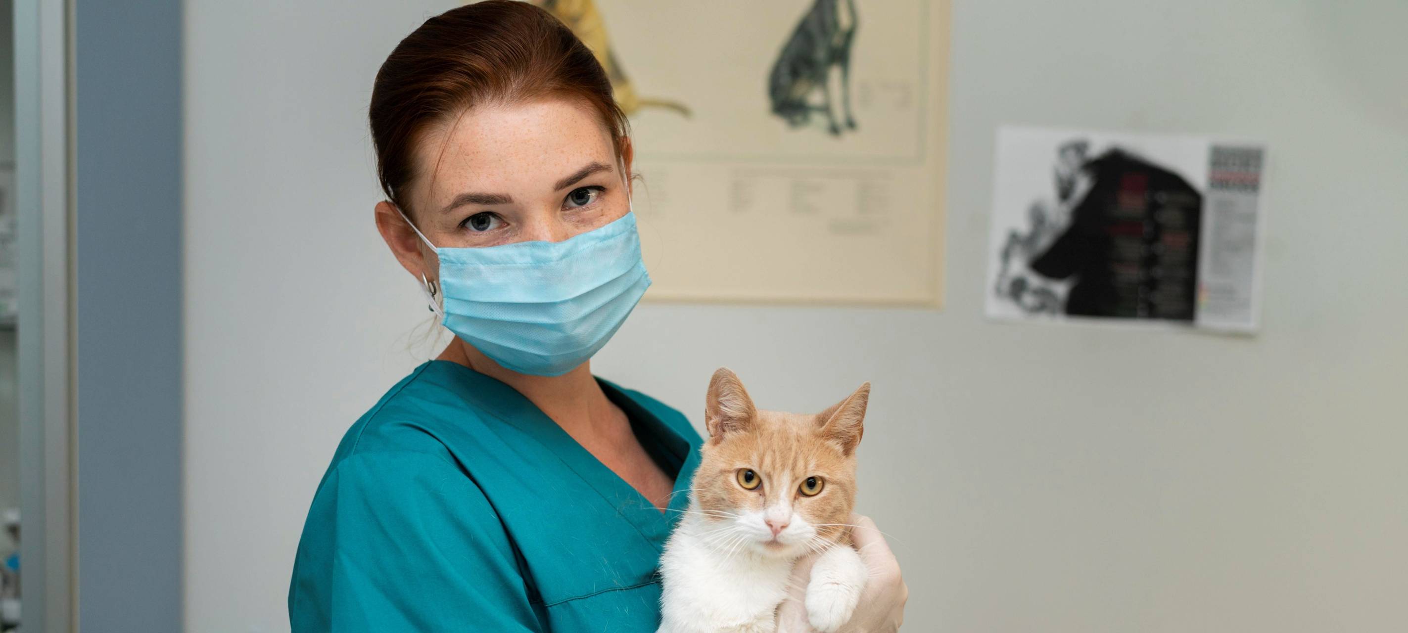 Katze auf dem Arm einer Tierärztin
