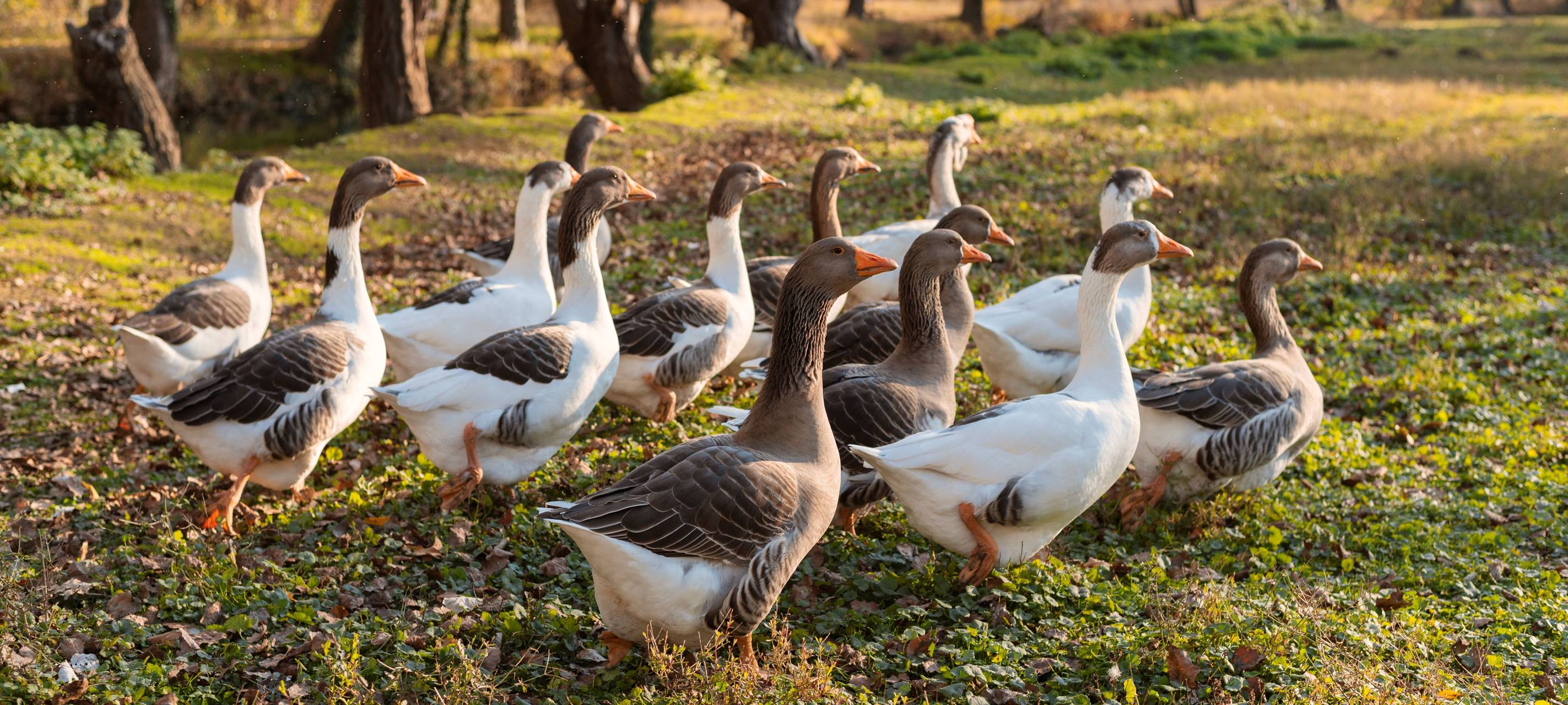 Gänse
