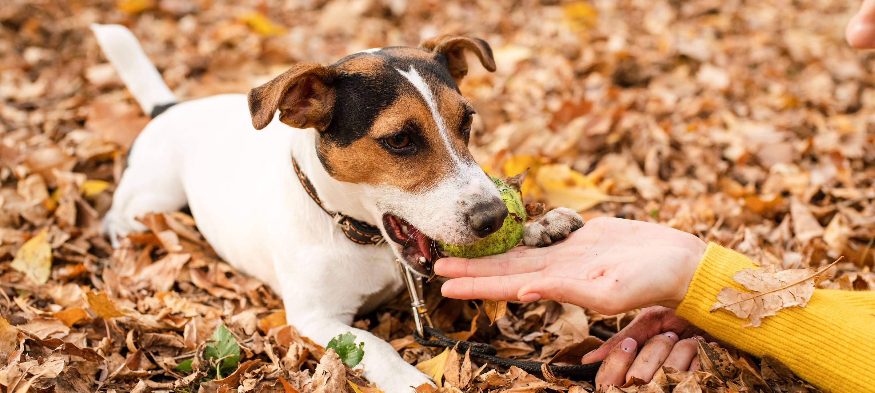 Hund im Park