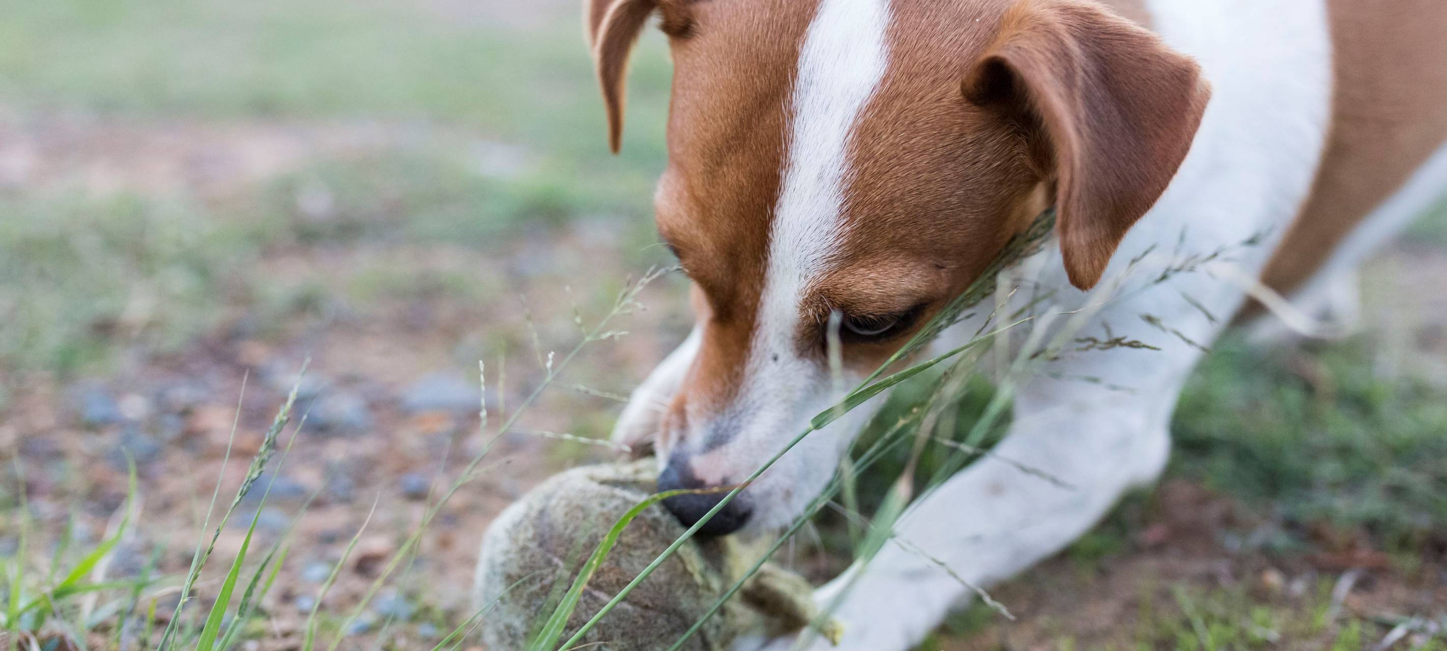 Ein Hund auf einer Wiese