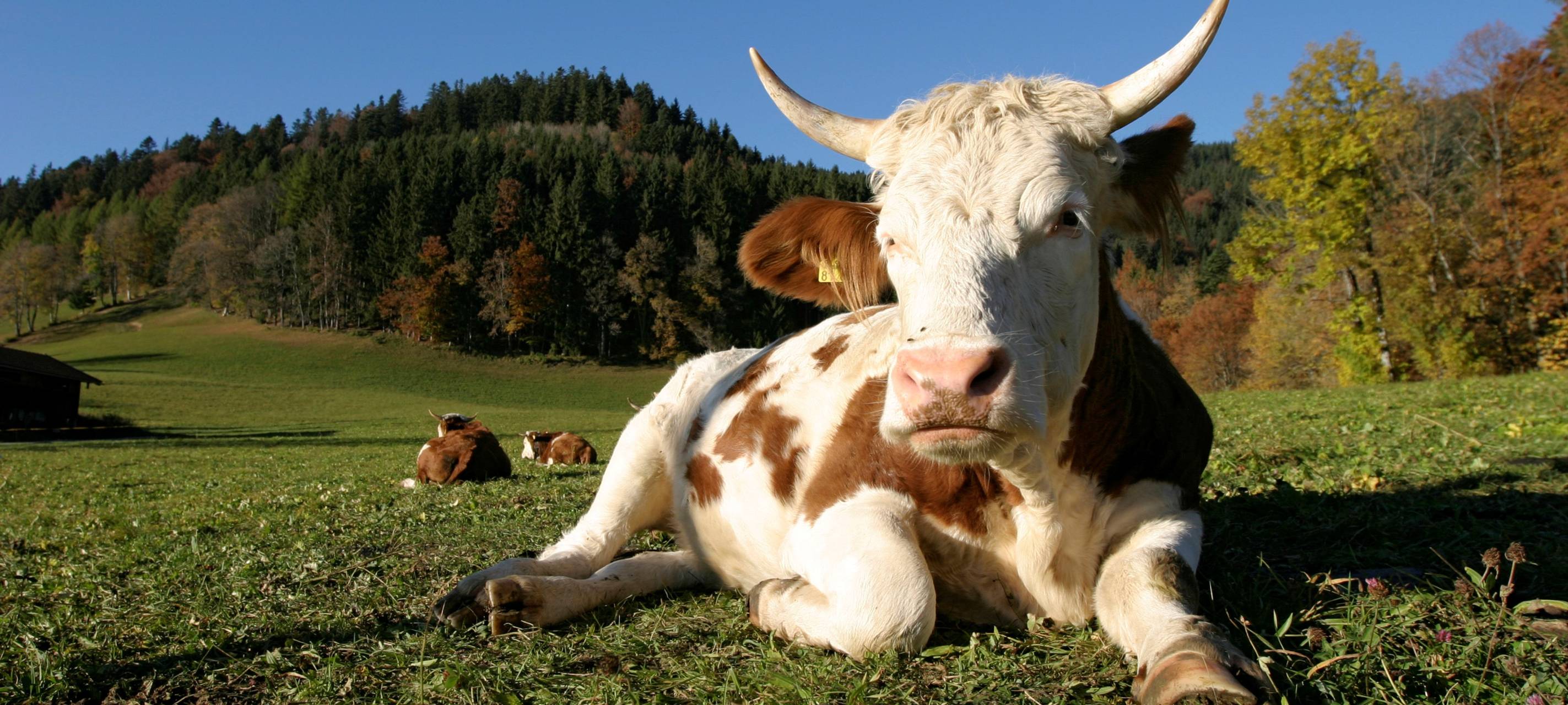 Kuh liegt auf der Wiese