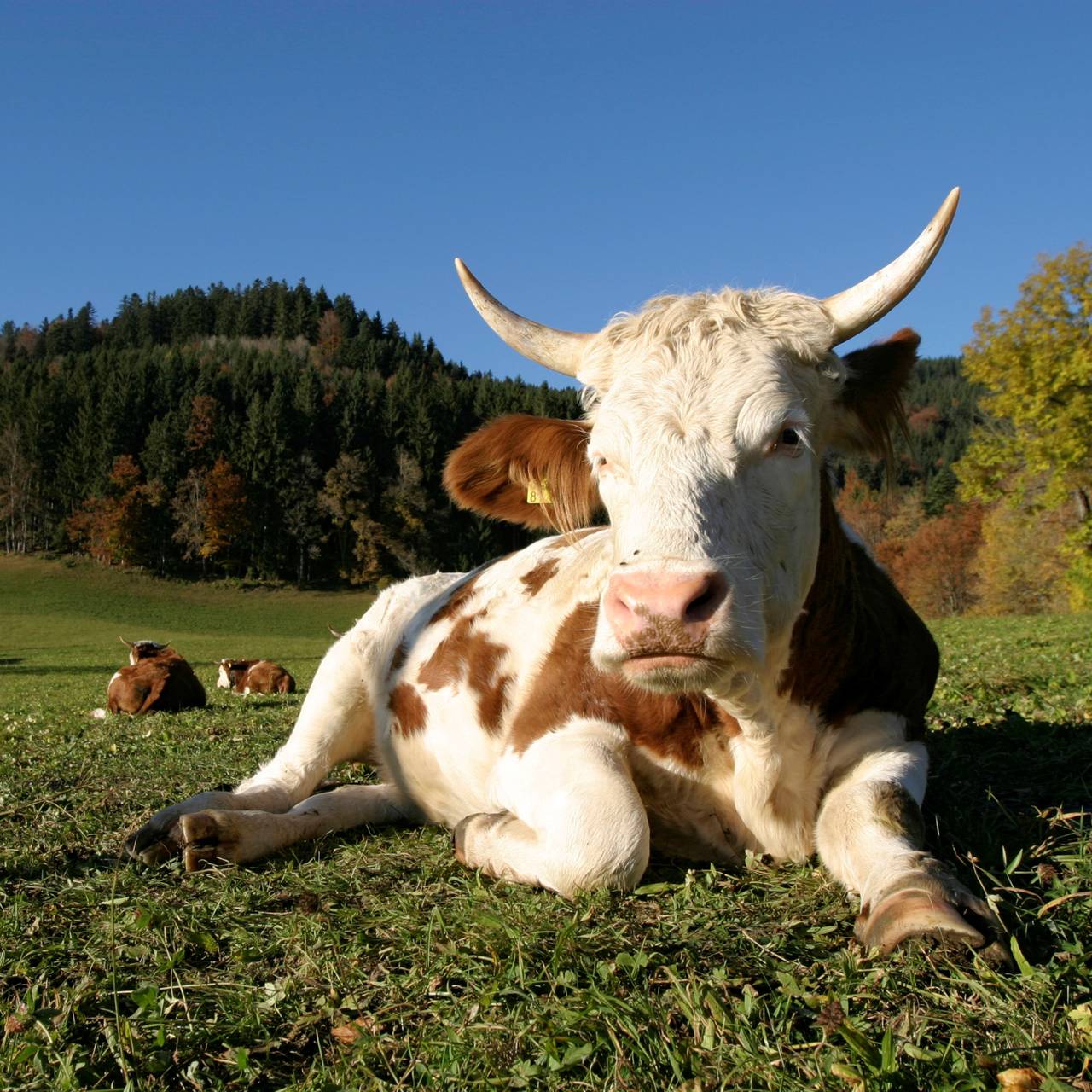 Kuh liegt auf der Wiese