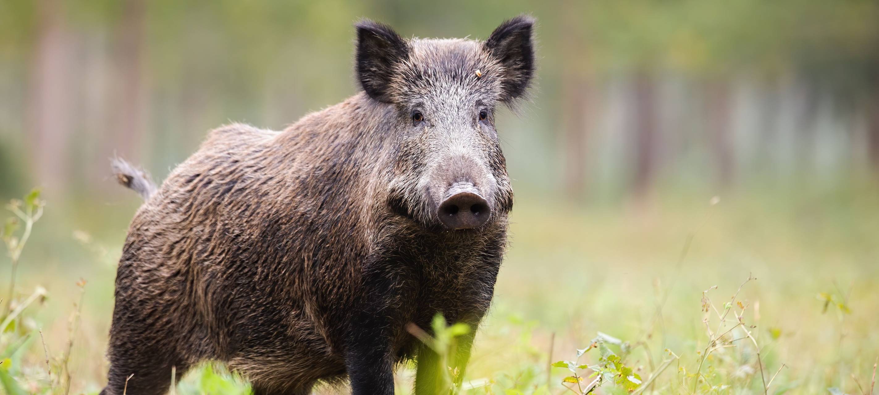 Wildschwein auf einer Wiese