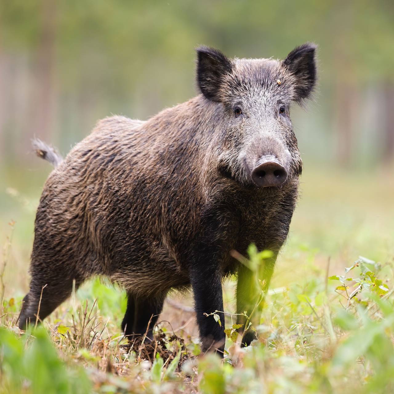 Wildschwein auf einer Wiese