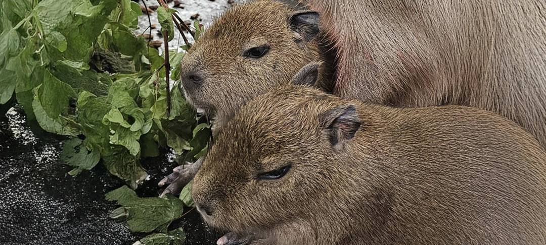 Nachwuchs im Dortmunder Zoo: Zwei Capybaras