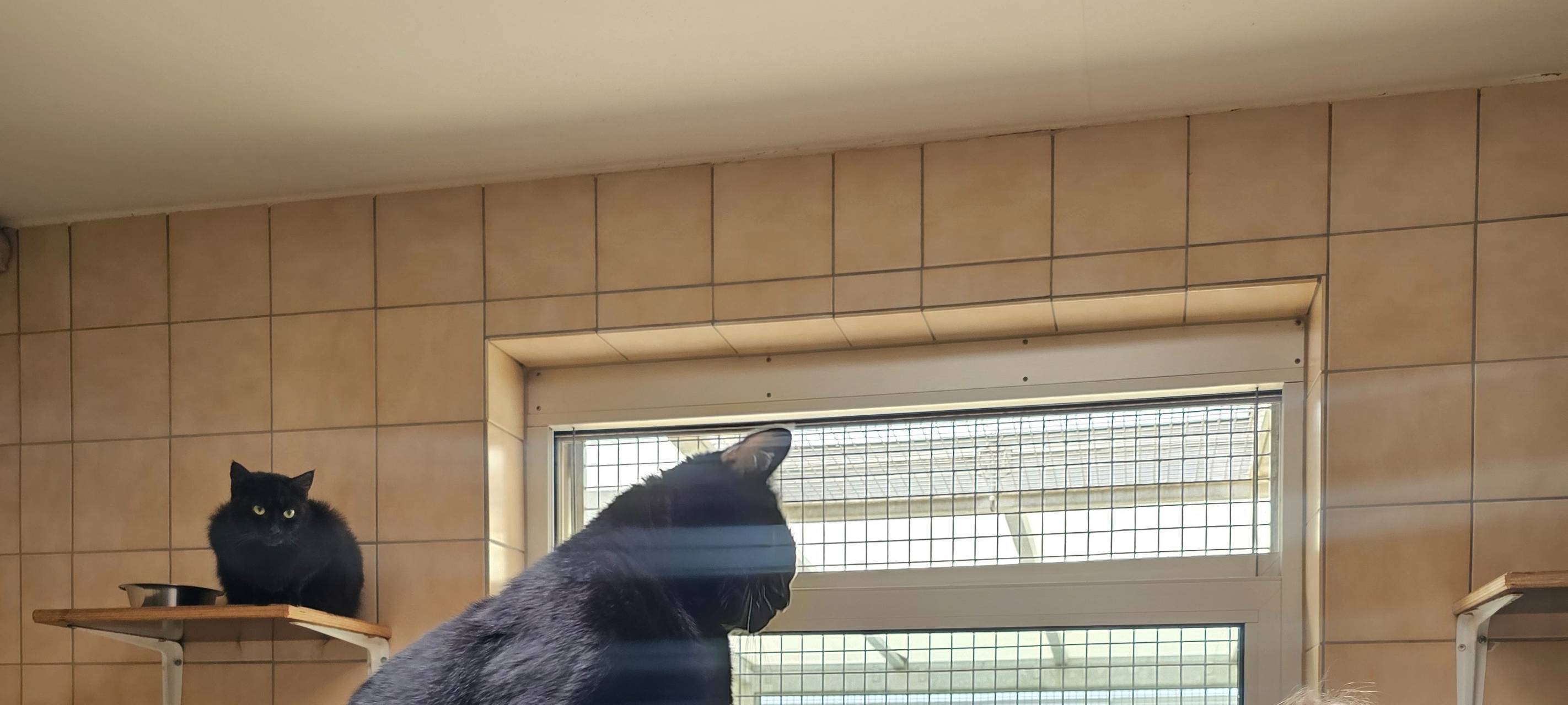 Katzenstreichlerin Lilli im Dortmunder Tierschutzzentrum.