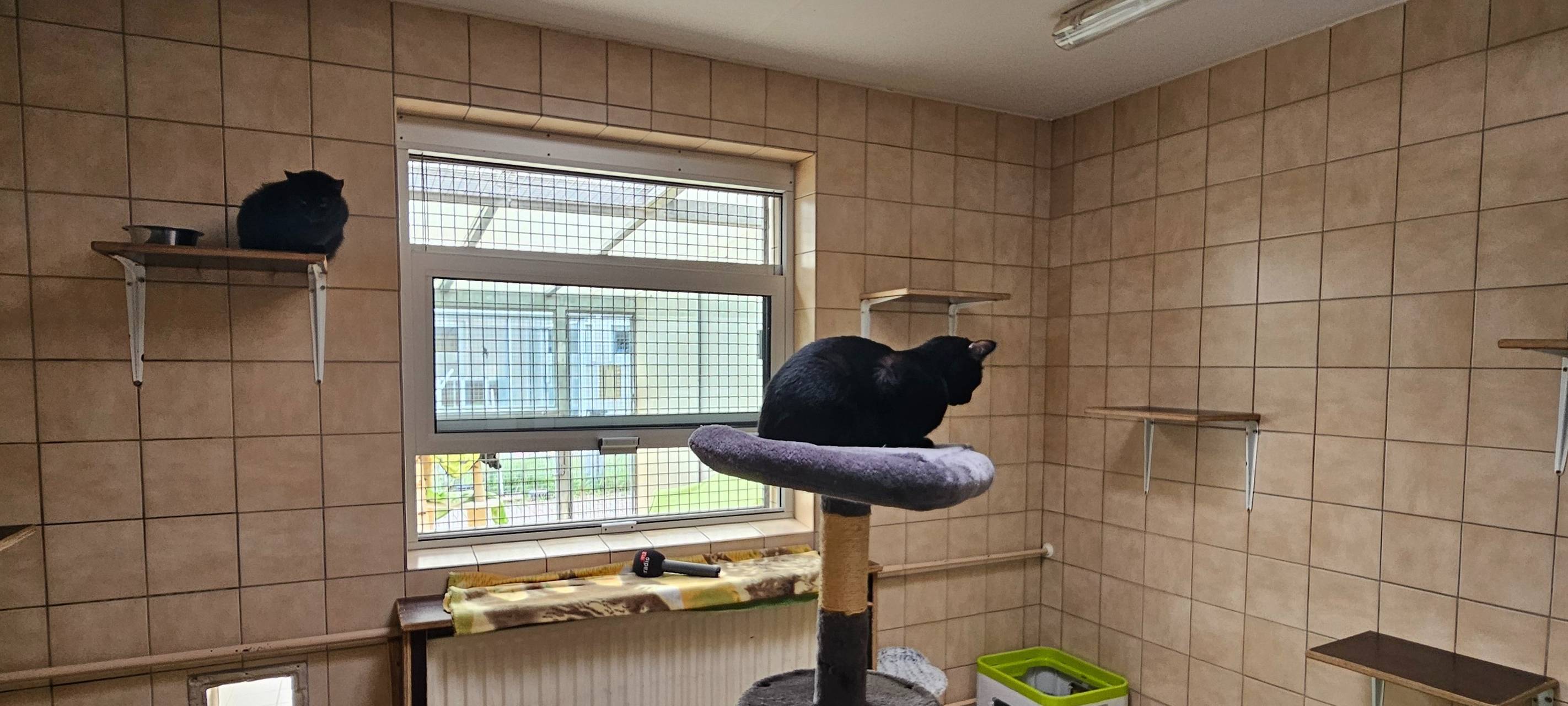 Katzenstreichlerin Lilli im Dortmunder Tierschutzzentrum.
