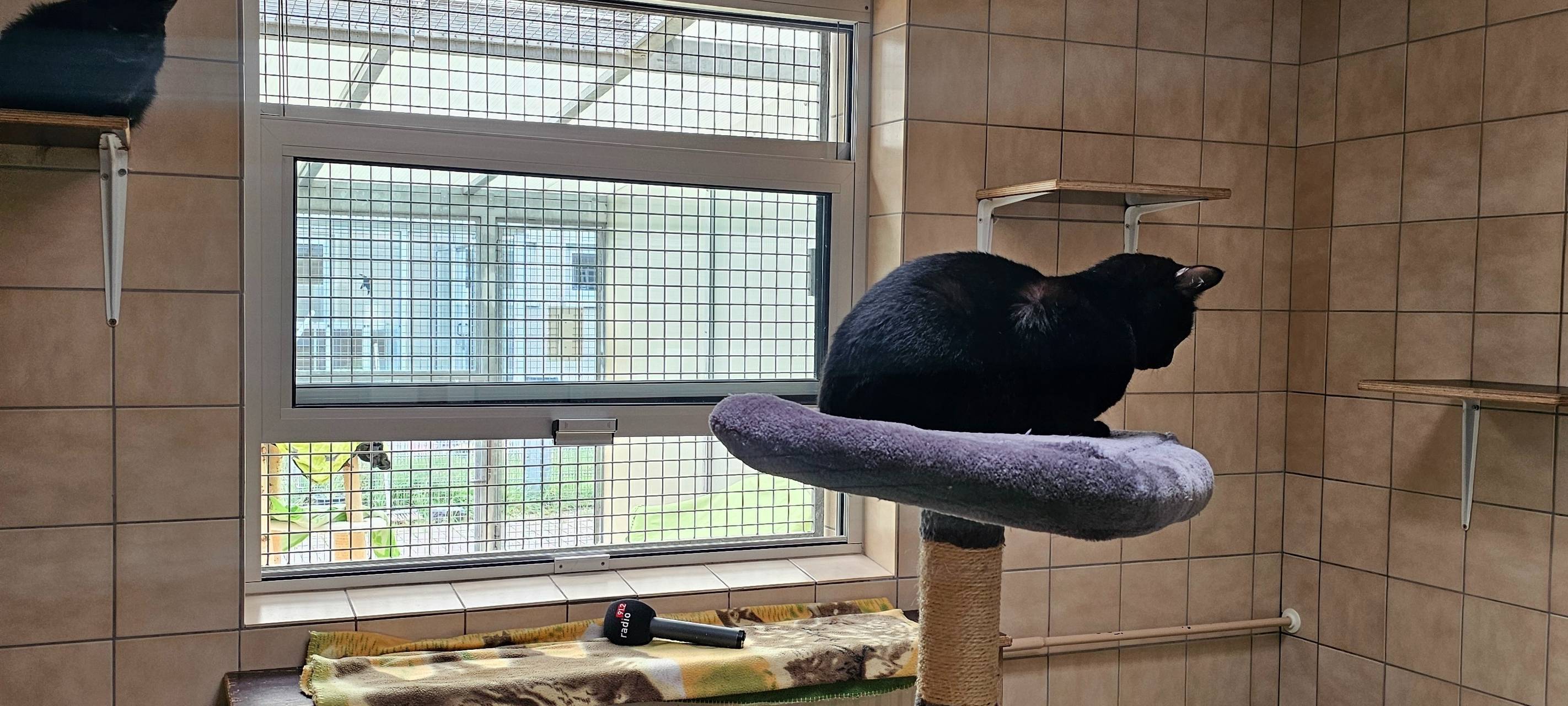 Katzenstreichlerin Lilli im Dortmunder Tierschutzzentrum.