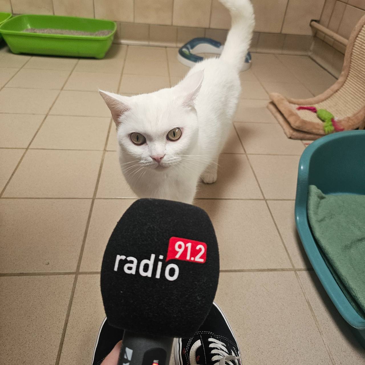 Katzenstreichlerin Lilli im Dortmunder Tierschutzzentrum.