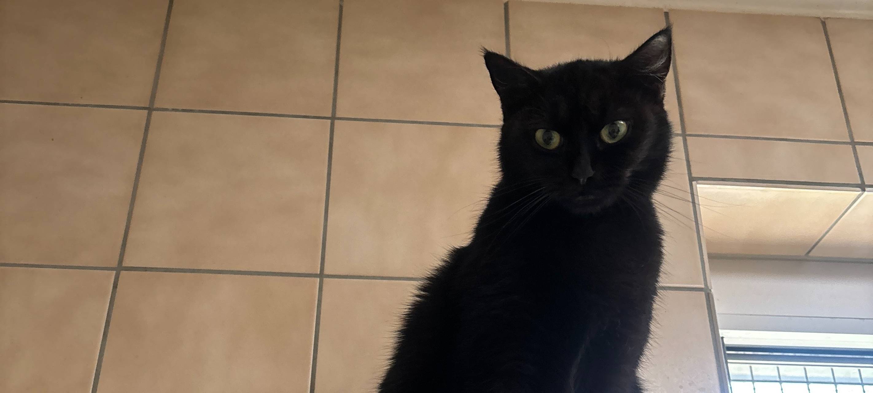 Katzenstreichlerin Lilli im Dortmunder Tierschutzzentrum.