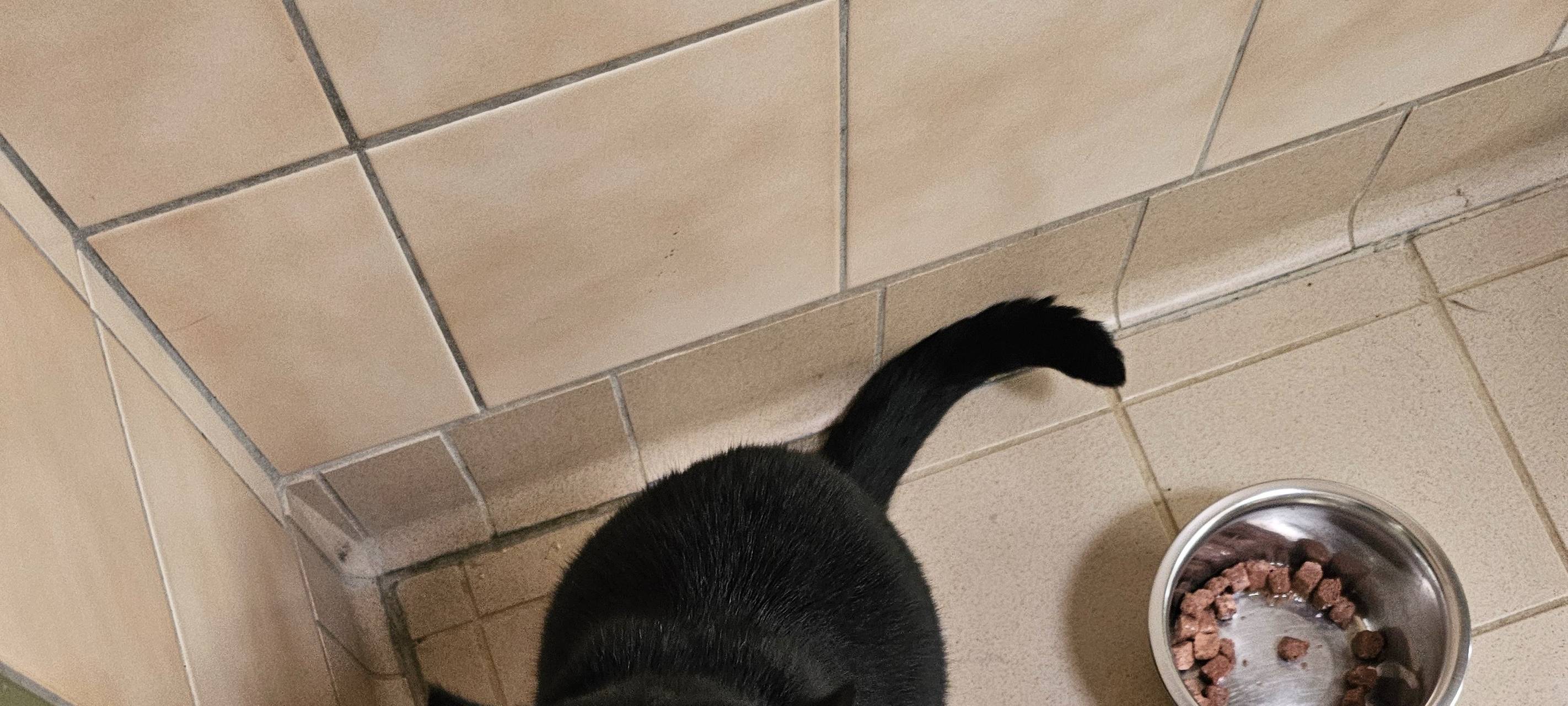 Katzenstreichlerin Lilli im Dortmunder Tierschutzzentrum.