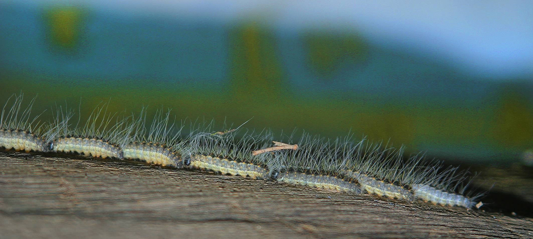 Gefährliche Raupen sind nicht klein zu kriegen
