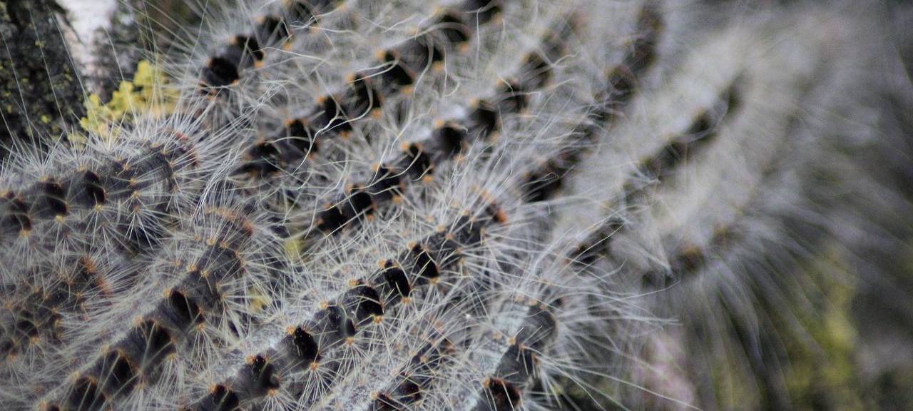 Eichenprozessionsspinner ist Sondermüll