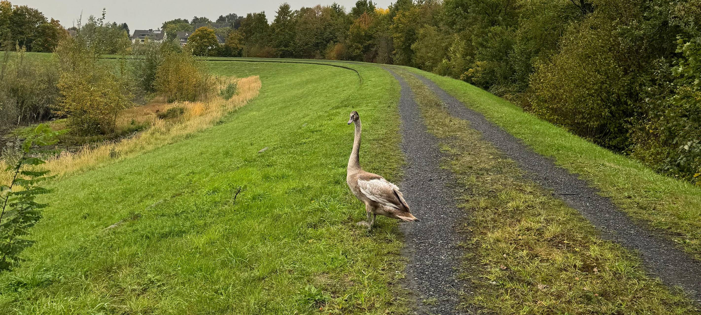 Feuerwehr Dortmund rettet hilflosen Schwan in Scharnhorst