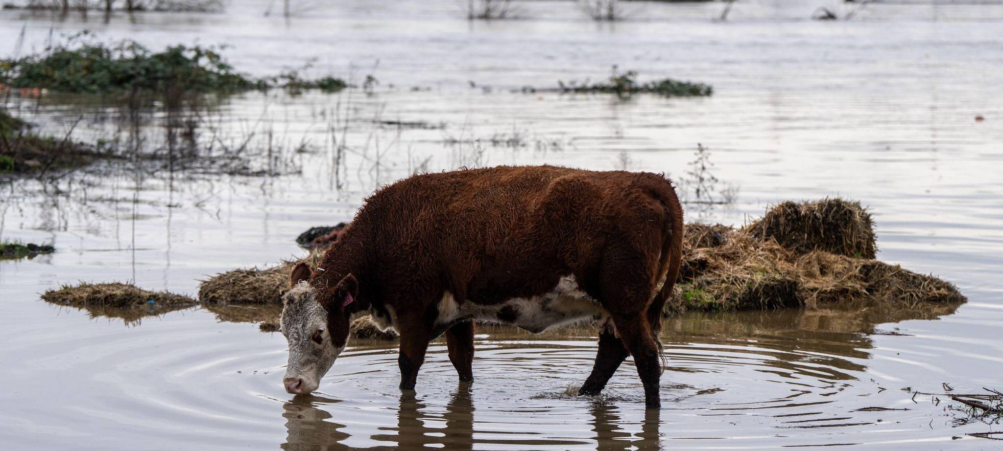 Überschwemmungen im US-Staat Washington