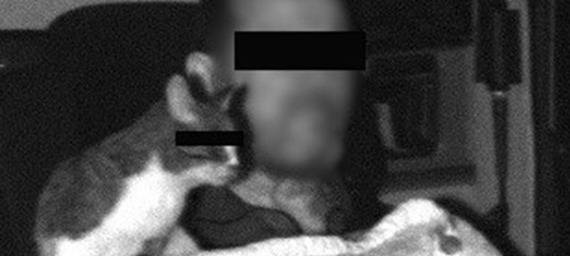 Katze am Steuer Blitzerfoto