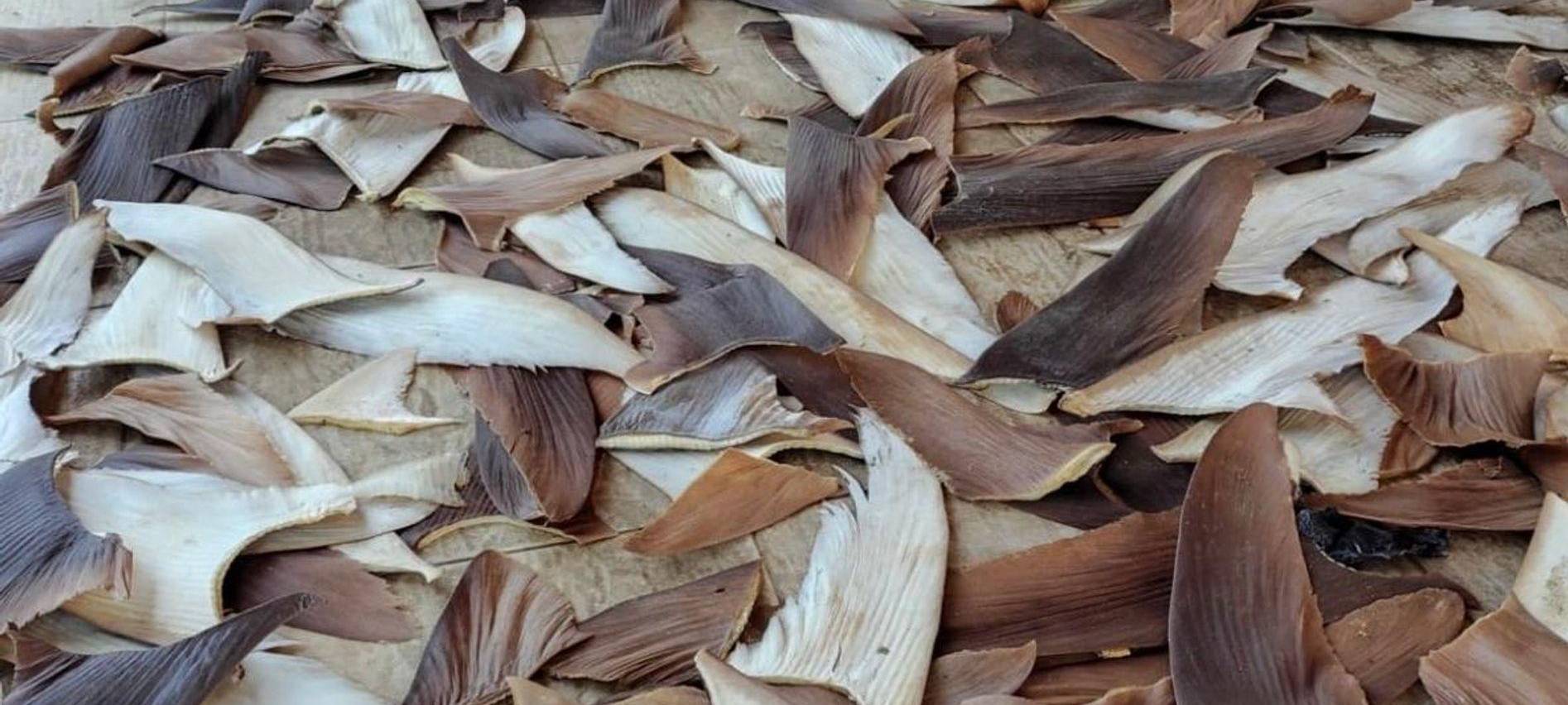 Mehr als 1,5 Tonnen Haiflossen in Brasilien beschlagnahmt