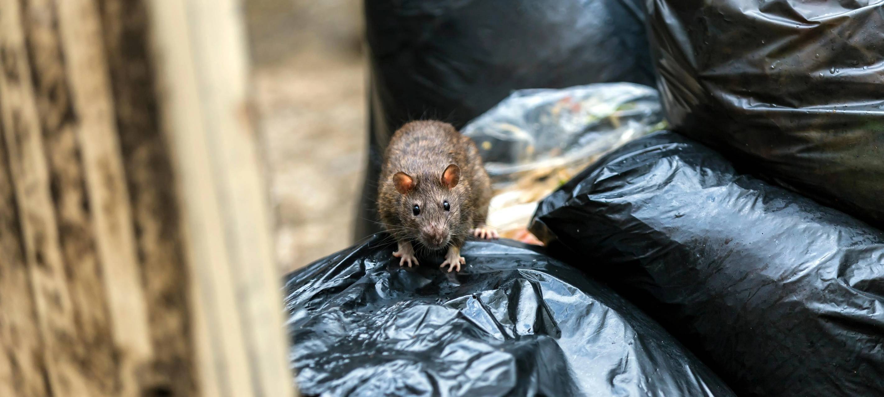 Gemeinsam gegen Ratten: Stadt ruft Dortmunder zur Mithilfe auf