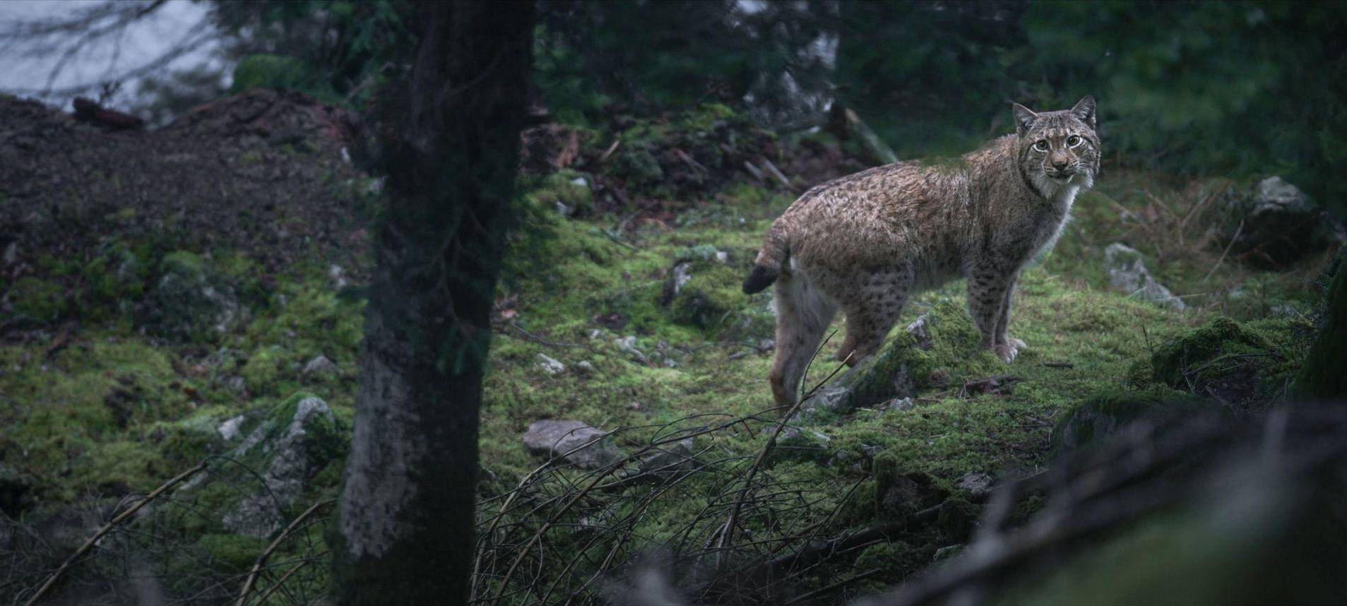 Kinostart - «Das Flüstern der Wälder»