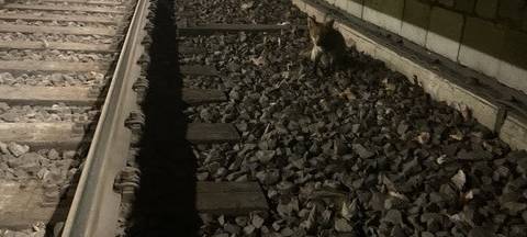 Fuchs stört Stadtbahnverkehr in Dortmund