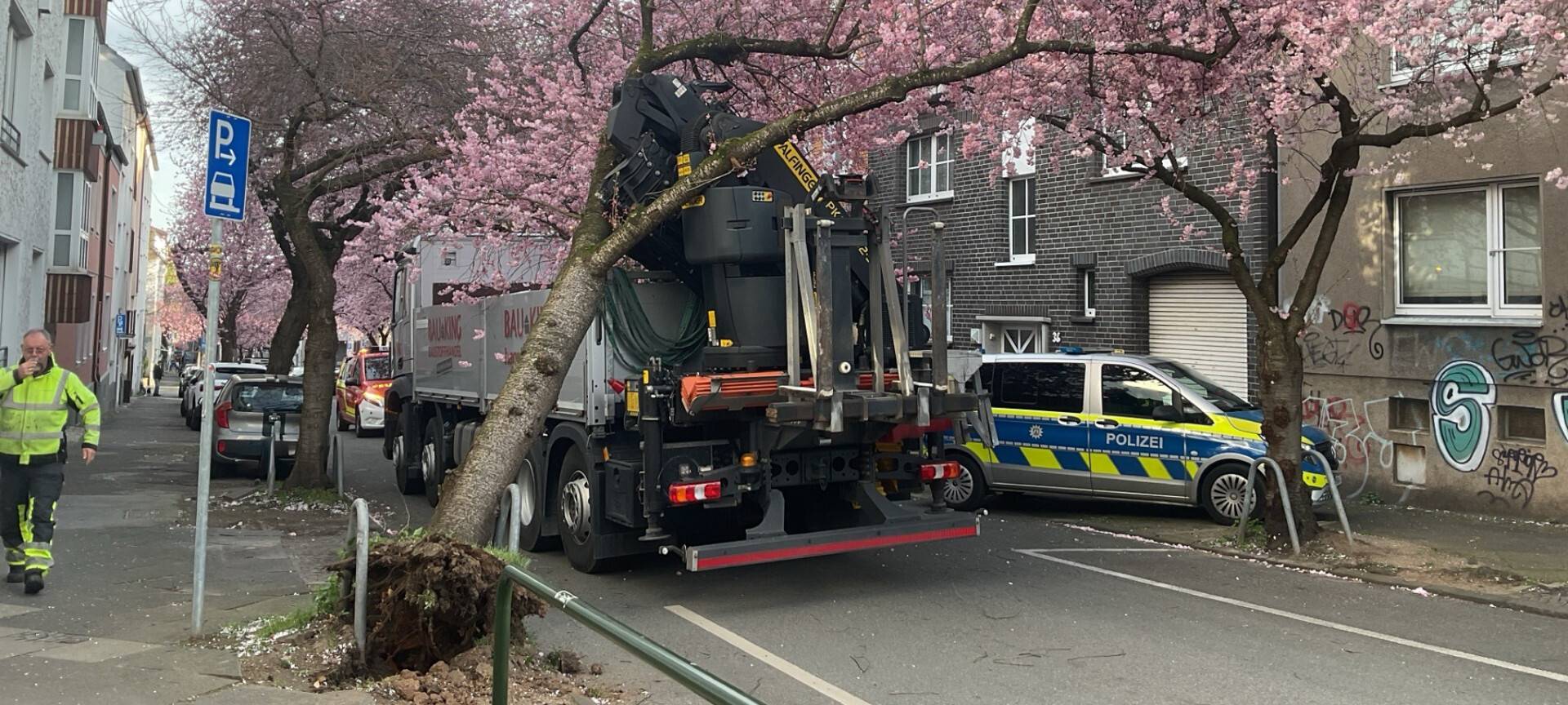 Ersatz für Kirschbaum in Moltkestraße in Dortmund