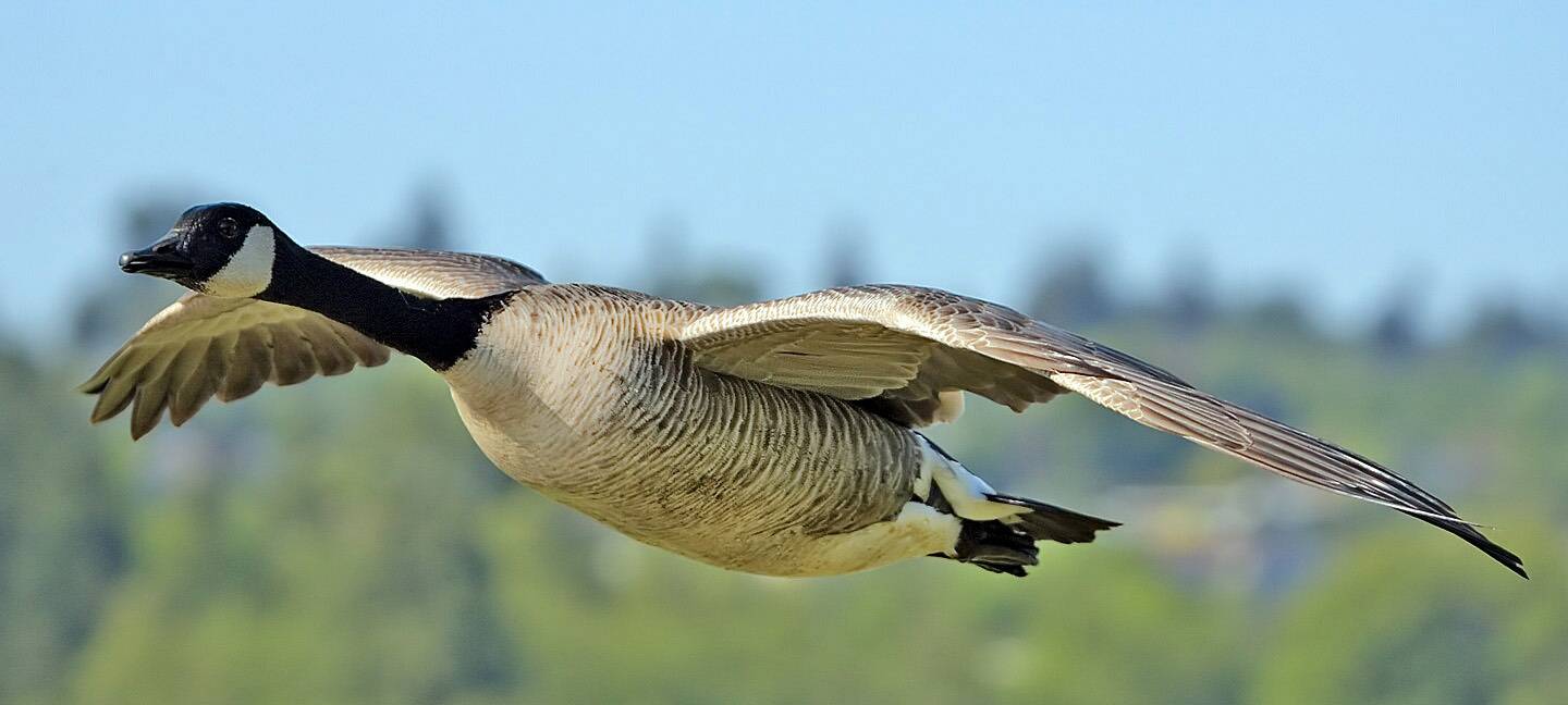 Zu viele Kanada-Gänse in Dortmund